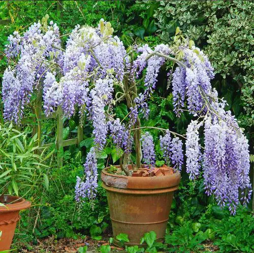 Best Lavender Flowers in garden