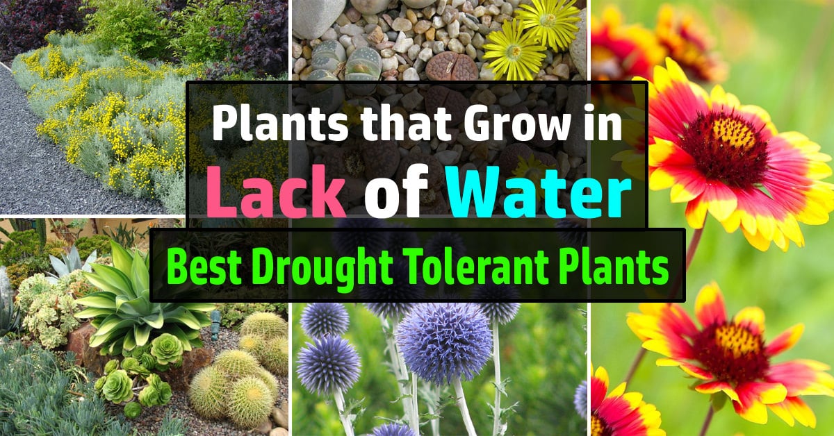 24 Best Drought Tolerant Plants That Grow In Lack Of Water | Balcony
