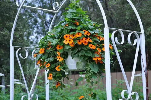 Best Plants For Hanging Baskets 