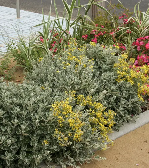 Brachyglottis 'Sunshine'