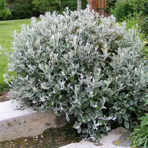 Brachyglottis 'Sunshine'