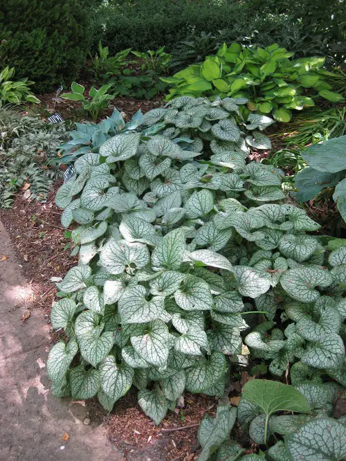 indoor silver plants 3