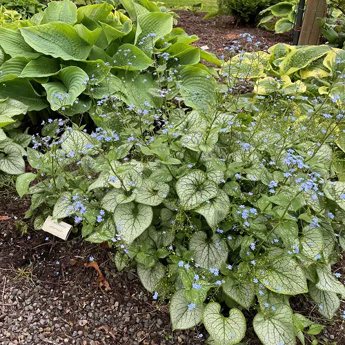 indoor silver plants 3