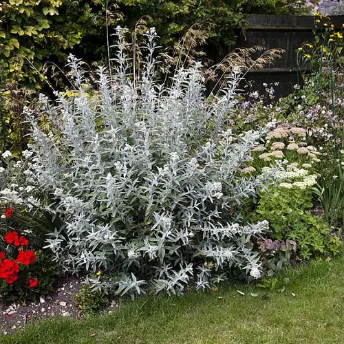 indoor silver plants 1