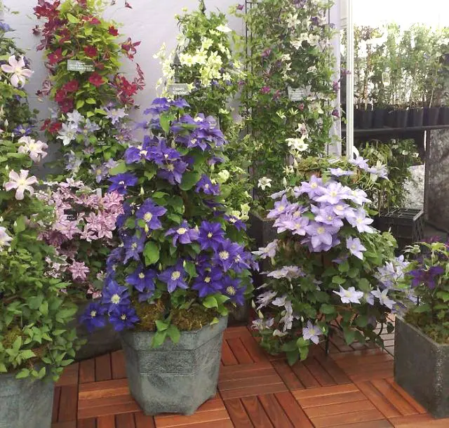 24 Best Vines for Containers Climbing Plants For Pots Balcony