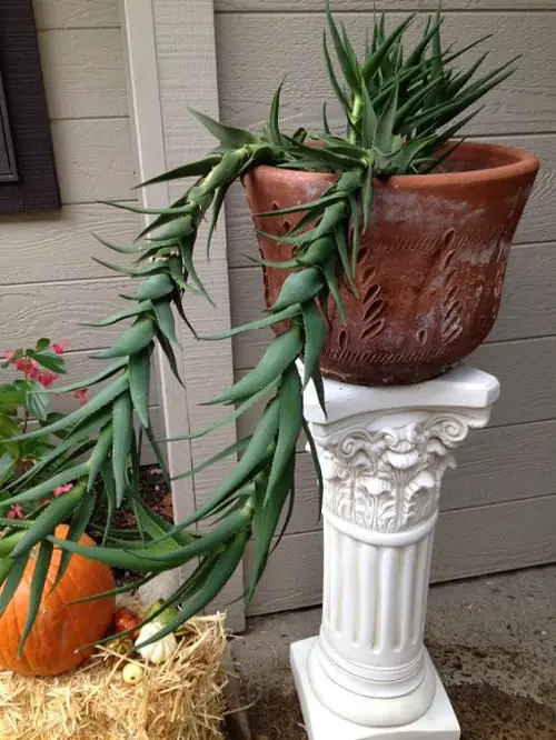 Plants for Basket Hangings