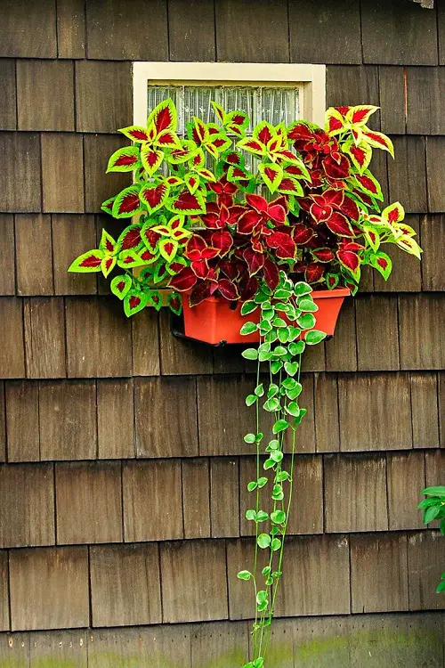 lovely Arrangements of Plants for Hanging Baskets