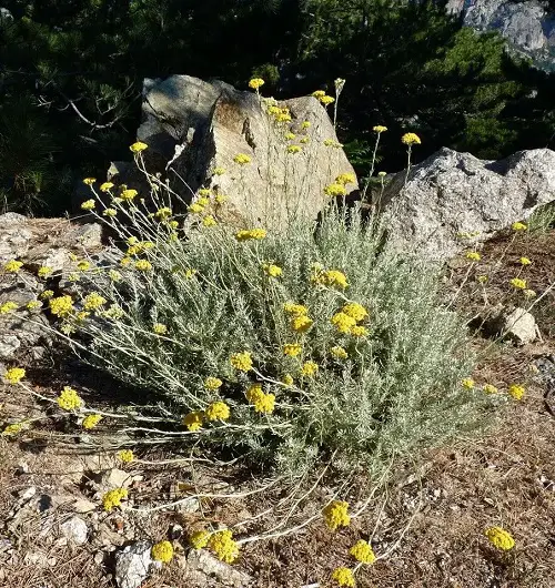 Best Silver Foliage Plants To Beautify Your Garden 3