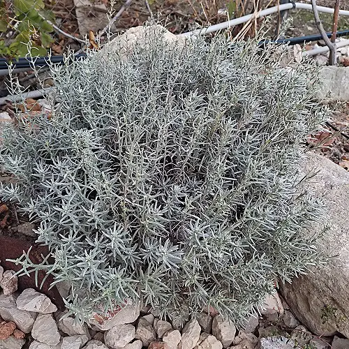 Best Silver Foliage Plants To Beautify Your Garden 3