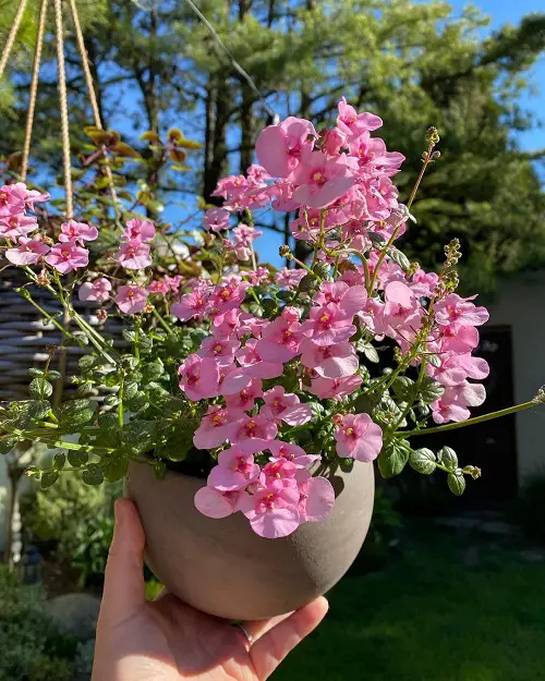 Plants For Hanging Baskets for decor