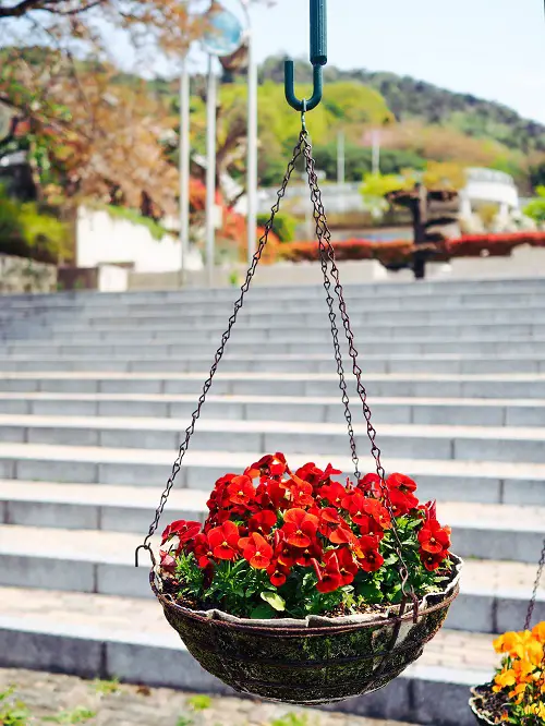 best Plants for Basket Hangings