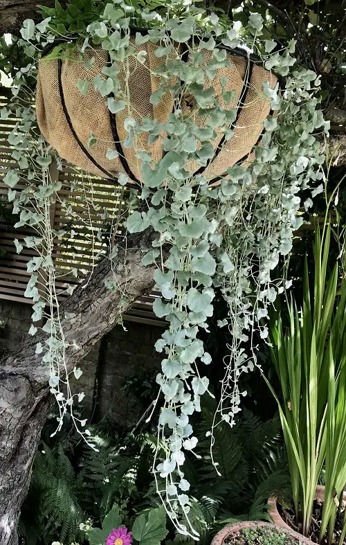 Arrangements of Plants for Hanging Baskets
