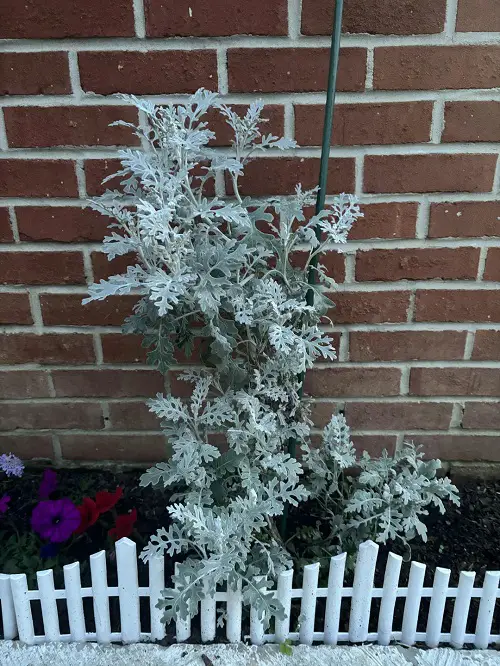 Best Silver Foliage Plants To Beautify Your Garden 2