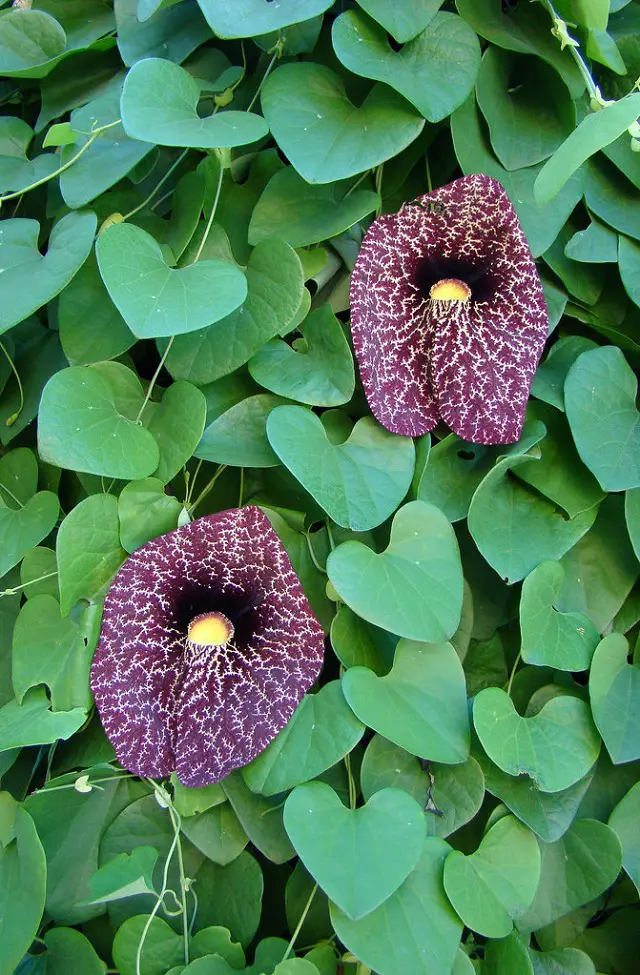 24 Best Vines for Containers Climbing Plants For Pots
