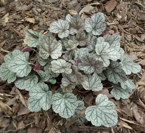 garden silver plants 4