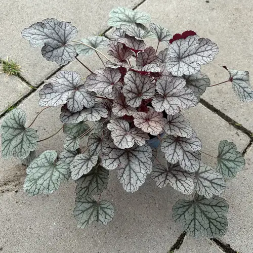 garden silver plants 4