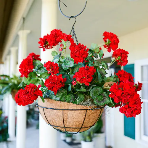 Flowering Houseplants