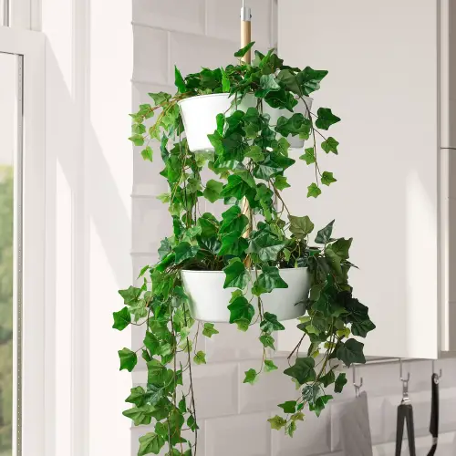 Plants for Baskets That Hang