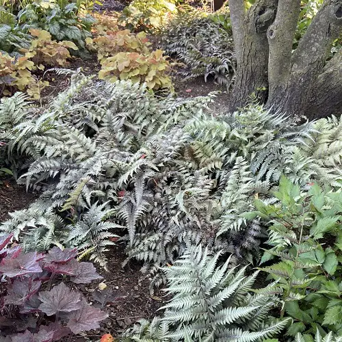garden silver plants 3