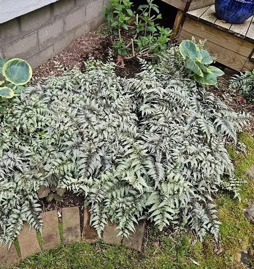 garden silver plants 3