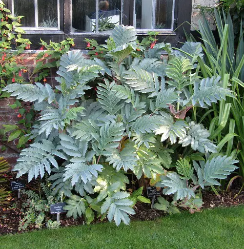 Melianthus Major in garden