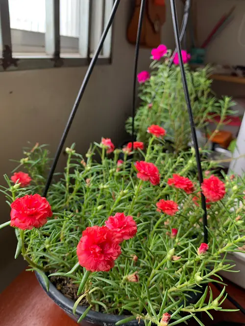 lovely Plants For Hanging Baskets