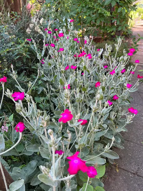 garden silver plants