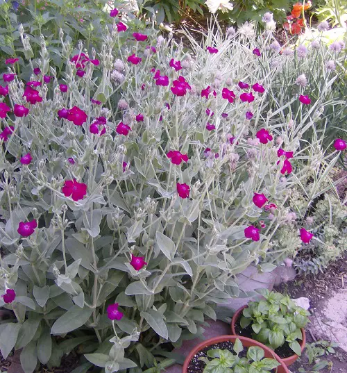 garden silver plants