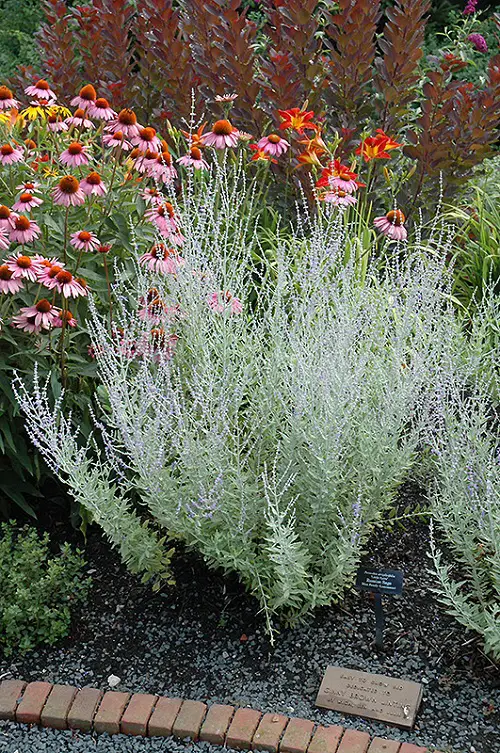 Russian Sage in garden