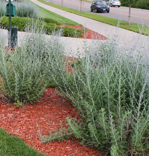 Russian Sage in garden