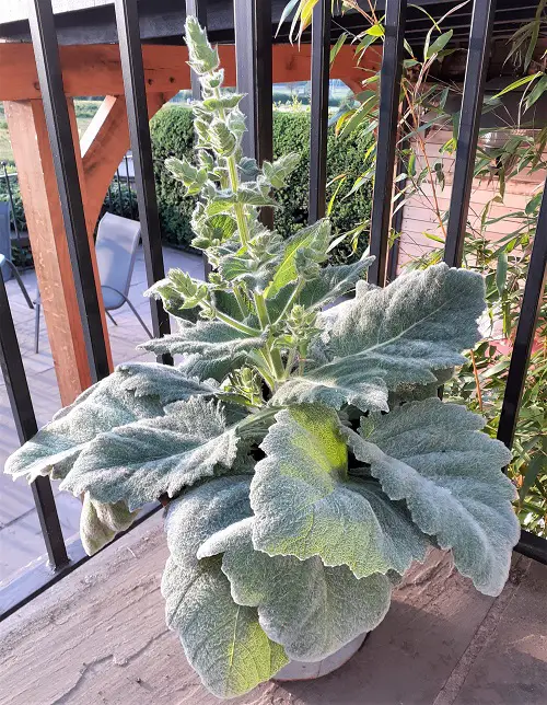 Best Silver Foliage Plants To Beautify Your Garden 1