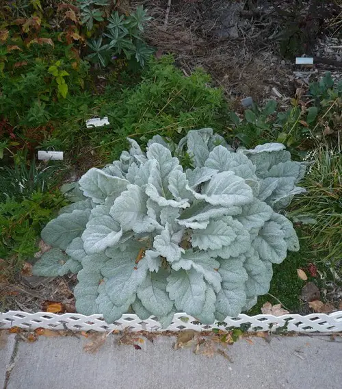 Best Silver Foliage Plants To Beautify Your Garden 1