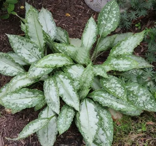 "Silver Shimmers" Lungwort