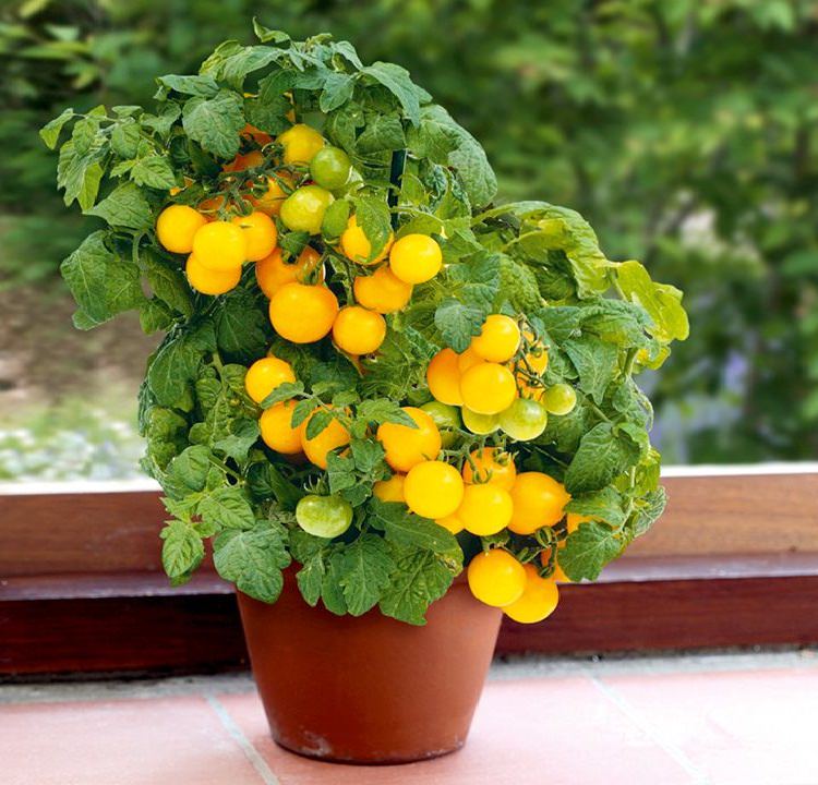 Vegetables That Grow Well In Small Containers - www.inf-inet.com
