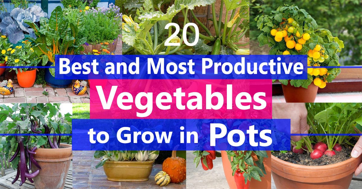 Best Vegetables to Grow in Pots | Most Productive ...