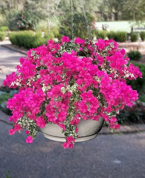 lovely The Most powerful Perennials to Trail for Hanging Baskets 