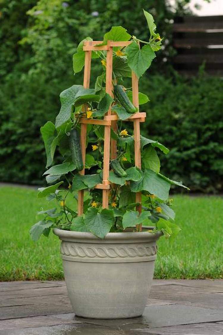 Best Vegetables to Grow in Pots Most Productive Vegetables for