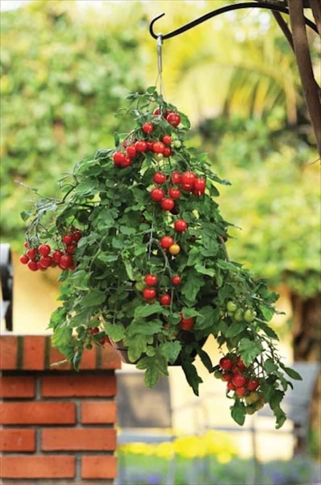 Best Petunias For Hanging Baskets - Where To Buy Wave Petunia Seeds