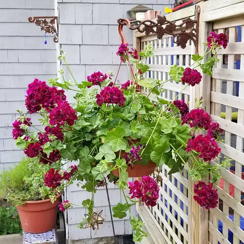 top Designs of Plants for Hanging Baskets