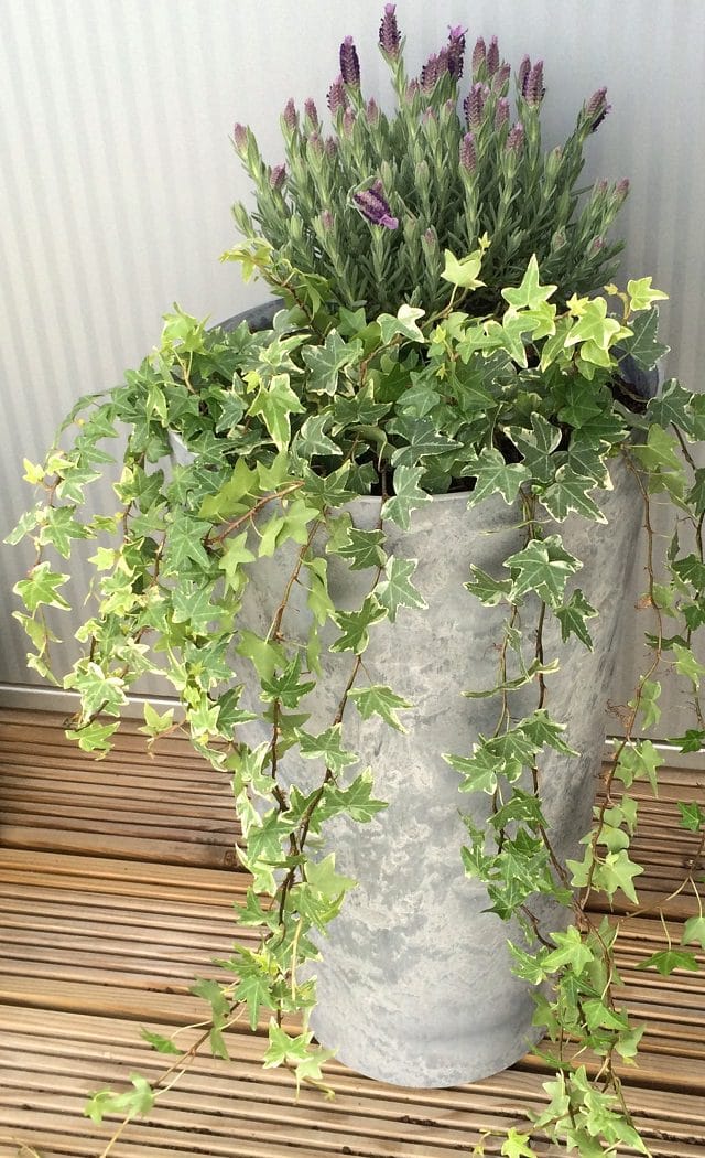 24 Best Vines for Containers | Climbing Plants For Pots | Balcony