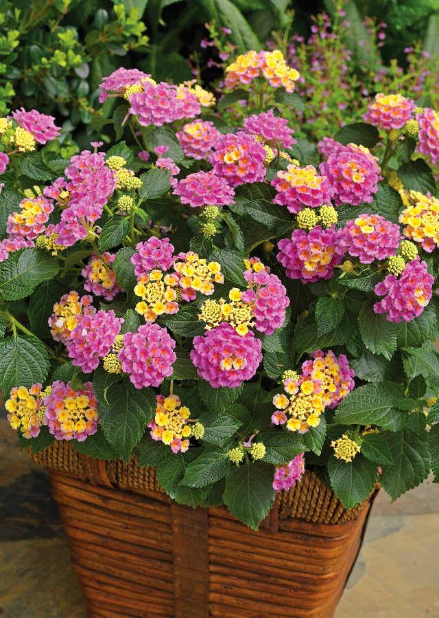 24 Best Drought Tolerant Plants That Grow In Lack Of Water | Balcony ...