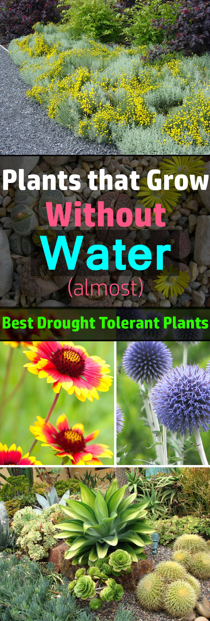 24 Best Drought Tolerant Plants That Grow In Lack Of Water | Balcony