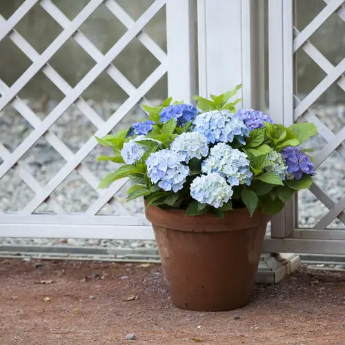 Amazing Vinegar Uses in Gardens and Homes 48