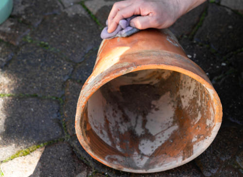 Hydrogen Peroxide Uses in the Garden 3