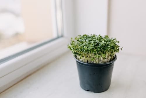  Windowsill Vegetable Gardening 16