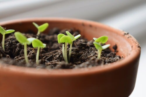 Windowsill Vegetable Gardening 14