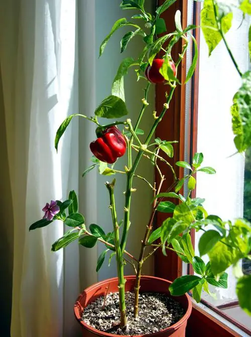 Windowsill Vegetable Gardening 17