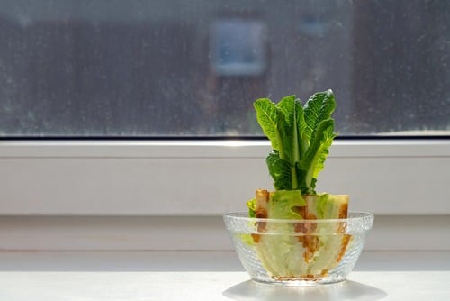 Windowsill Vegetable Gardening 15