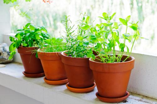 Windowsill Vegetable Gardening 13