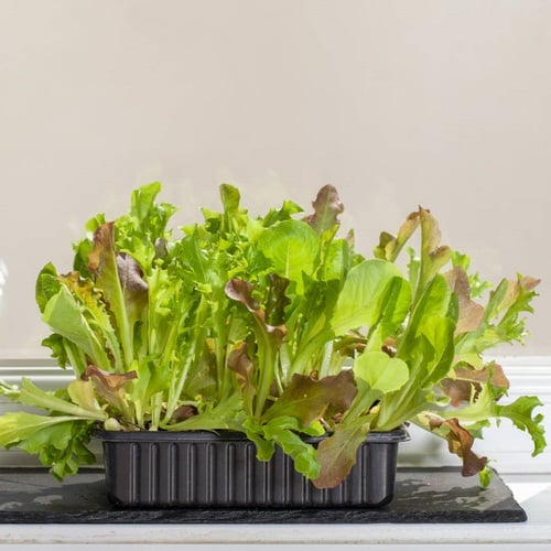 Windowsill Vegetable Gardening2